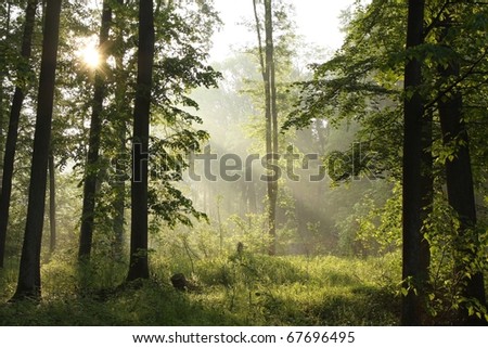 Morning sun enters the misty spring forest after a rainy night.