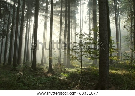 Sunlight entering the coniferous forest on a misty autumnal morning.