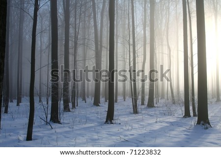 Winter deciduous forest on a foggy December\'s morning.