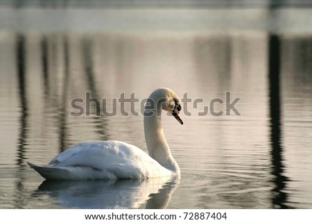 Swan on the lake flows towards the setting sun.