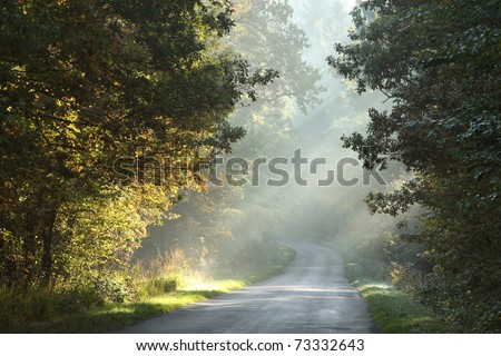 Rural lane running through the deciduous forest on a foggy morning.