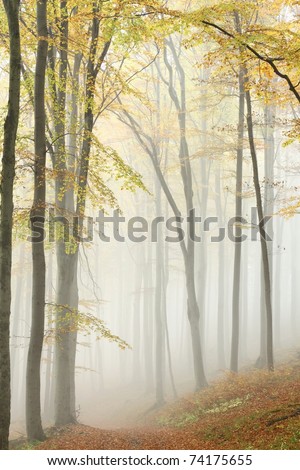 Forest trail among the beech trees on a foggy, rainy autumn day.