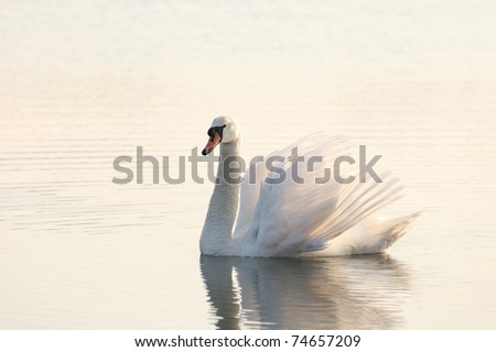 Lonely Swan