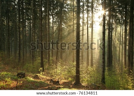 Sunlight enters the coniferous forest on a foggy spring morning.
