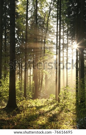Rising sun enters the coniferous forest on a foggy spring day.