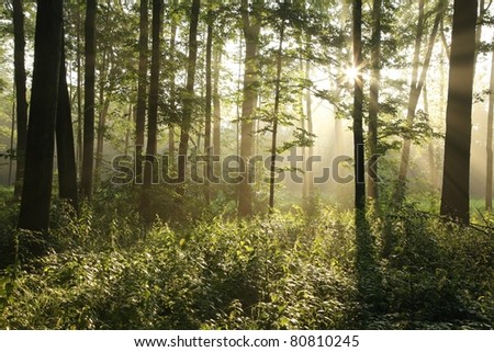 Rising sun enters the deciduous forest on a misty summer day.