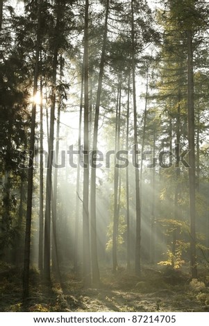Coniferous forest backlit by the morning sun on a misty autumn day.