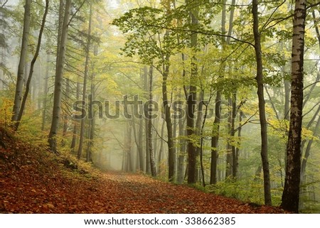 Forest path in foggy autumn weather.