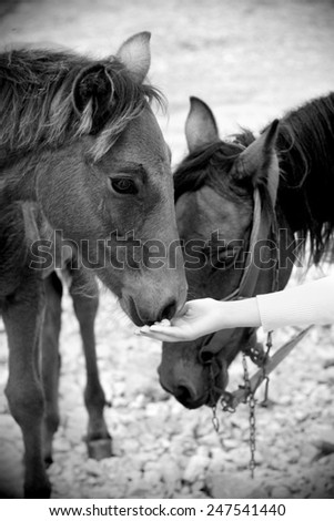 Feeding horses