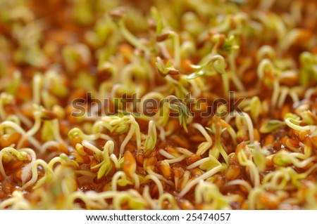 Closeup of cress seeds planted to grow