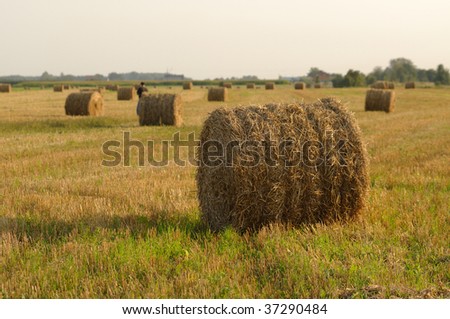 Rolled bale of hay on a field