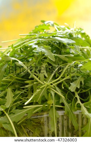 Fresh green rocket salad leaves