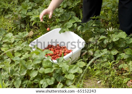 Picking up ripe strawberries in the garden