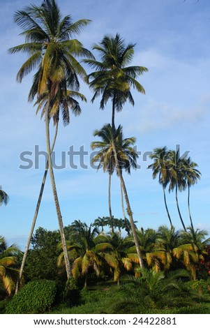 coco-trees