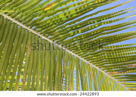 leaf of a coco-tree