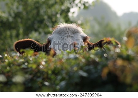 Peeking cow behind hedge.\
Sunny morning, green leaves