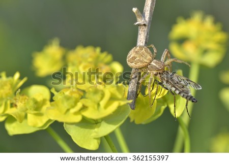 A species of Xysticus, crab spider, photographed in nature when eating a fly