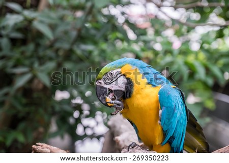 Blue and gold macaw is eating a piece of orange with its mouth
