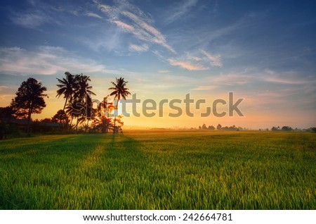 Green paddy field with sunrise background. Nature composition