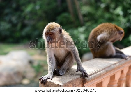 A monkey waiting for food near the walking street at Kuantan, Pahang