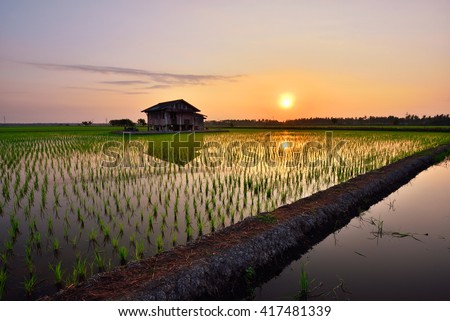 Beautiful view of rice paddy field during sunrise in Malaysia. Nature composition