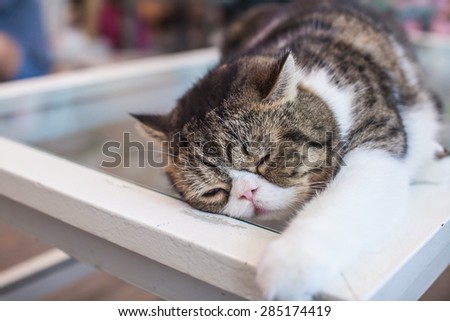 Sleeping Cat on the table.