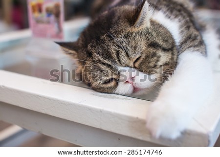 Sleeping Cat on the table.