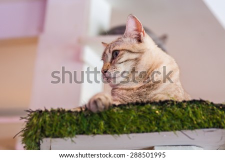\'Bengal\' cat is sitting and watching down in calm tone.