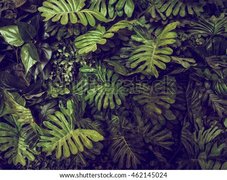 Green Monstera leaves texture for background - top view - in dark tone.