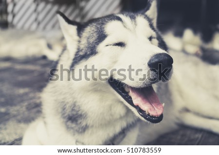 Husky Siberian dog happily laughing and smiling outside in vintage tone