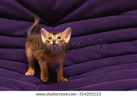 purebred ruddy Abyssinian kitten on the violet background looking up scared and wondering