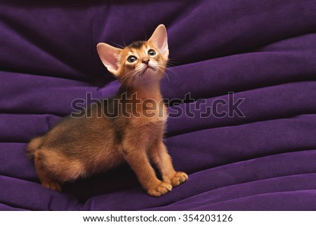 purebred ruddy Abyssinian kitten on the violet background looking up wondering