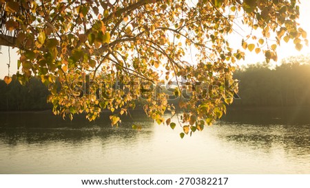 Golden Pho or Bodhi tree leaves near the river, heart-shaped leaves in sunshine morning. Bodhi trees are planted close proximity to Buddhist monastery