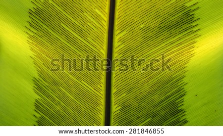 Closeup background of  Bird\'s nest fern leaf and spore