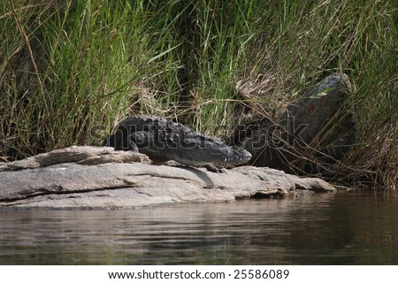 Crocodile about to enter into the pond at a wild life sanctuary