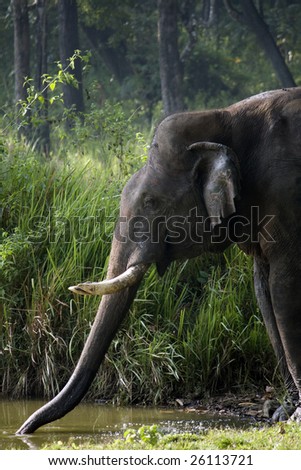 wild elephant gulping water from a pond in the middle of the forest
