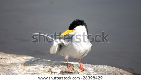 river tern bird