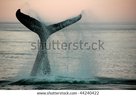 Fin of a humpback whale
