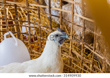 white chickens in a chicken coop stock photo