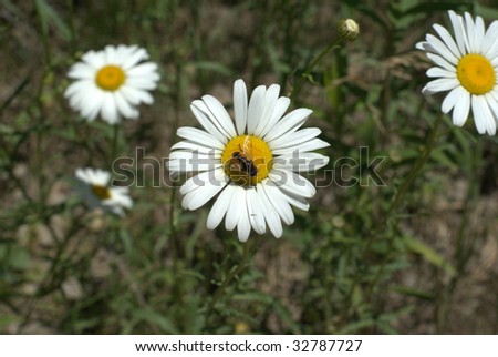 single bee hanging out on a daisy Bellis perennis