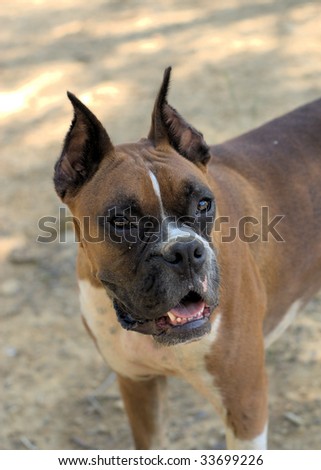 vertical portrait of a dirty boxer dog
