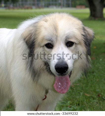 vertical portrait of a great pyrenees dog