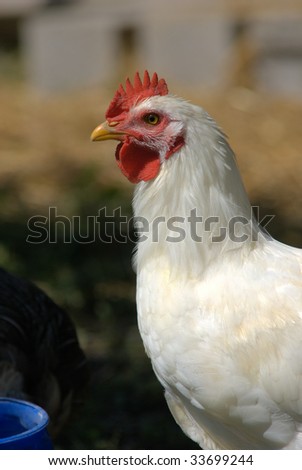 young rooster chicken