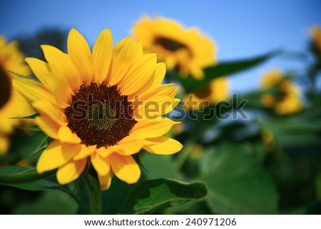 Face to the Sun/Sun Flower