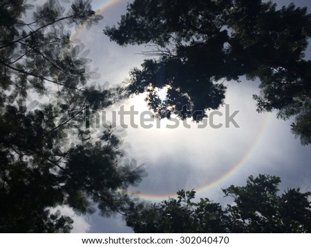 Fantastic beautiful sun halo phenomenon and tree, out off focus