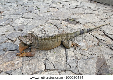 Full-body view of a land iguana (Iguana iguana) on a walkway in Bolivar Park in front of the Metropolitan cathedral near the center of downtown Guayaquil, Ecuador