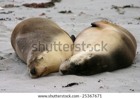 Australian sea lion (Neophoca cinerea) friends sleep on a beach at Seal Bay, Kangaroo Island, South Australia
