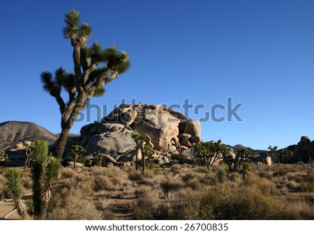 Joshua trees (Yucca brevifolia) and rocks under a blue sky in Joshua Tree National Park, California