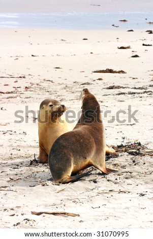 Pair of Australian sea lions (Neophoca cinerea) on the beach at Seal Bay, Kangaroo Island, South Australia;