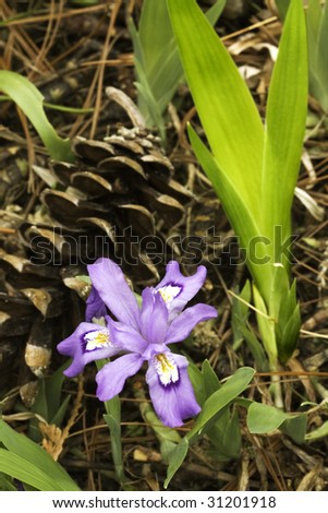 Early Spring Iris